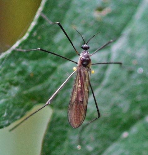 Gnophomyia sp.